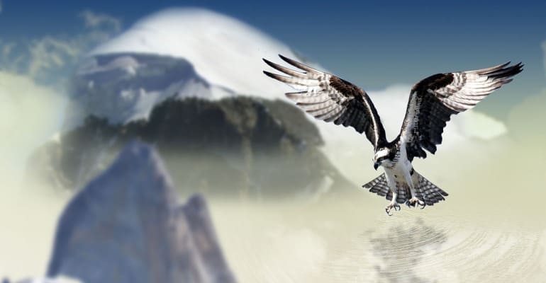 محمية النسر الأصلع شيلكات ألاسكا ، ألاسكا محمية النسر الأصلع شيلكات ألاسكا ، ألاسكا