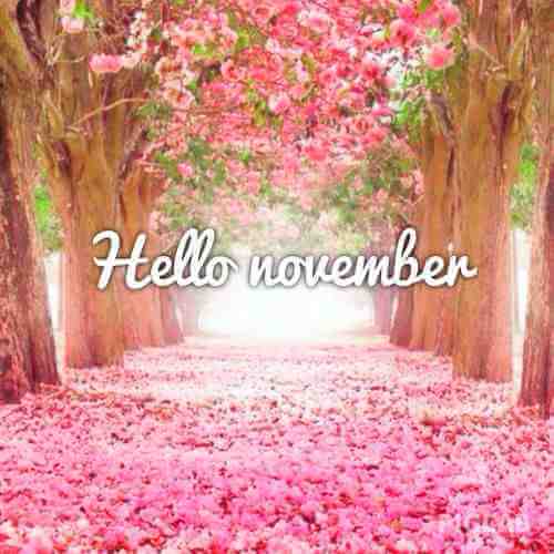 نوفمبر November